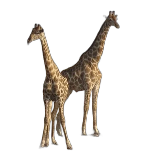 animal, creature, jewelry, staff transparent PNG cut-out