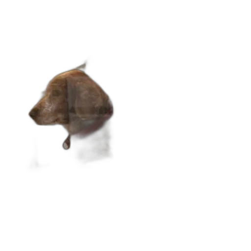animal, hat, creature, hair transparent PNG cut-out