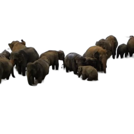 animal, 3d render, concept art, herd transparent PNG cut-out