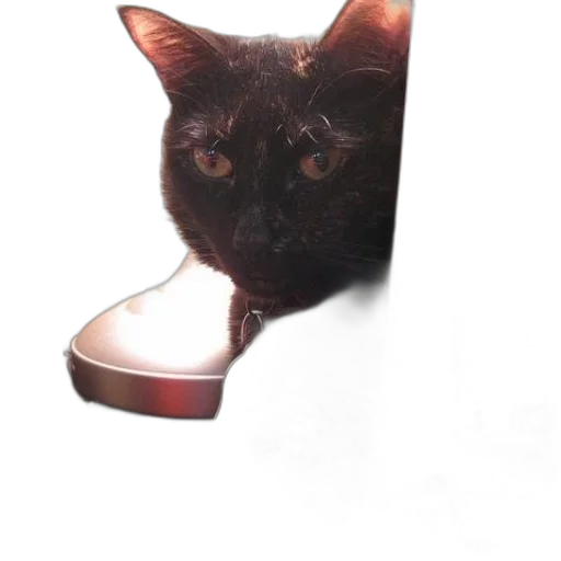 shoes, animal, jewelry, staff transparent PNG cut-out