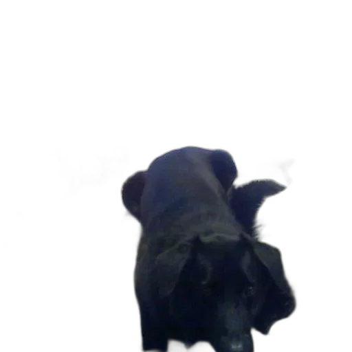 animal, creature, staff, face transparent PNG cut-out