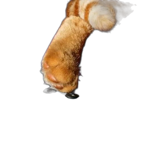 staff, animal, hat, creature transparent PNG cut-out