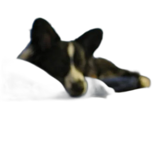 staff, animal, mask, shoes transparent PNG cut-out