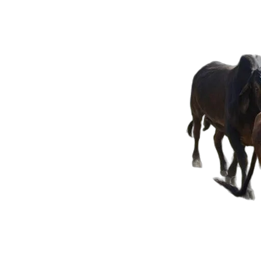 animal, creature, staff, weapon transparent PNG cut-out