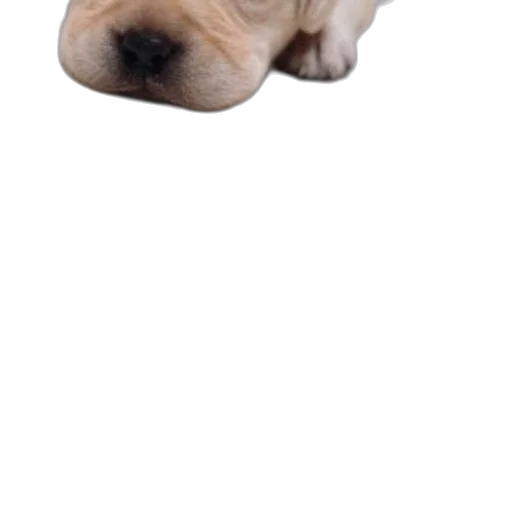 face, animal, creature, mask transparent PNG cut-out