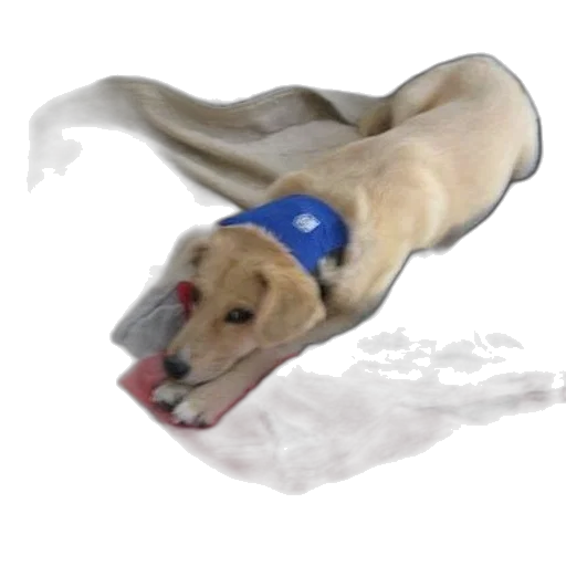 animal, creature, staff, hat transparent PNG cut-out