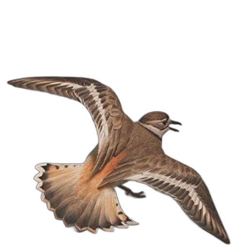 animal, creature, photorealistic, concept art transparent PNG cut-out