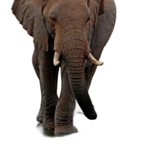 animal, creature, staff, weapon transparent PNG cut-out