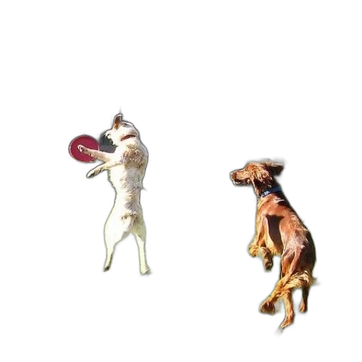 animal, jewelry, creature, staff transparent PNG cut-out