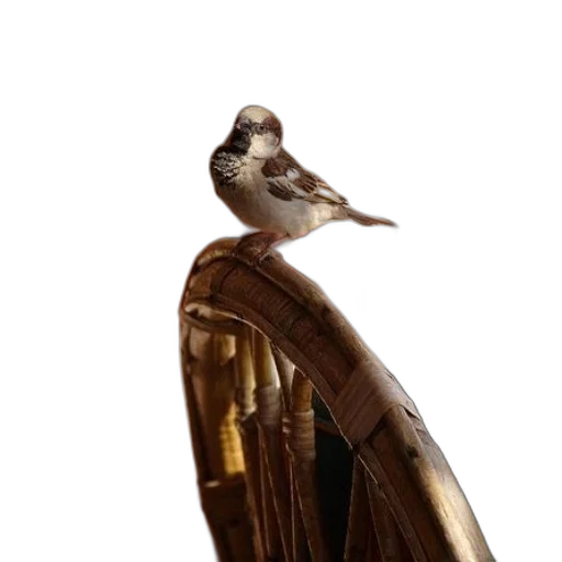 staff, animal, mask, creature transparent PNG cut-out