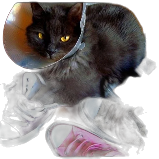 shoes, mask, animal, creature transparent PNG cut-out