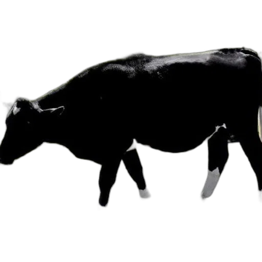 animal, food, jewelry, weapon transparent PNG cut-out