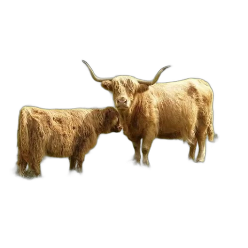 animal, furniture, food, jewelry transparent PNG cut-out