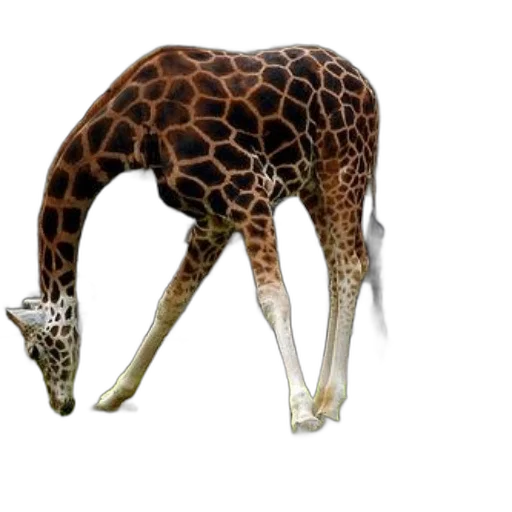 animal, creature, staff, weapon transparent PNG cut-out