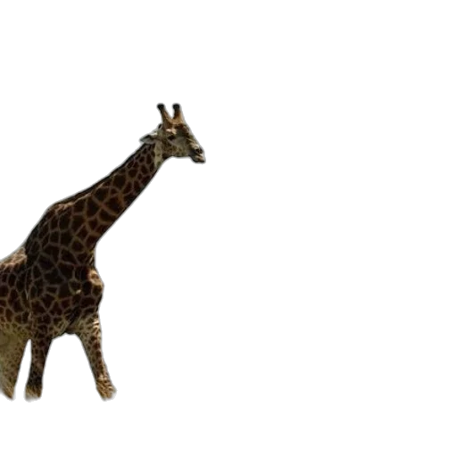 animal, creature, weapon, staff transparent PNG cut-out