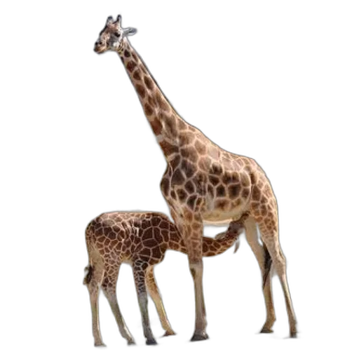 animal, creature, staff, 3d render transparent PNG cut-out