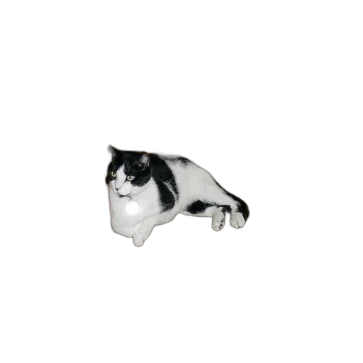 animal, creature, staff, furniture transparent PNG cut-out