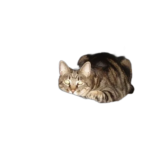 animal, creature, furniture, hat transparent PNG cut-out