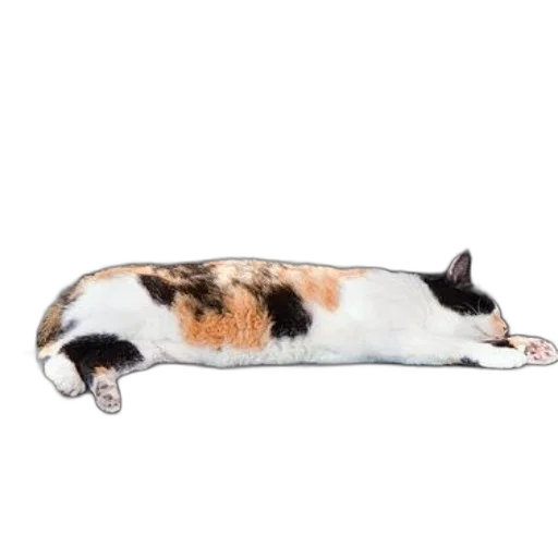 staff, animal, creature, shoes transparent PNG cut-out