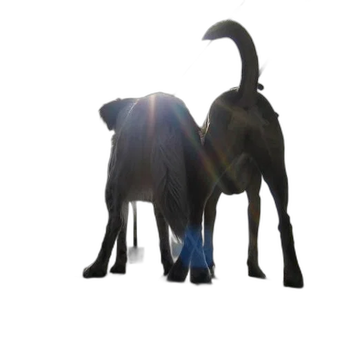 animal, staff, creature, dragon transparent PNG cut-out