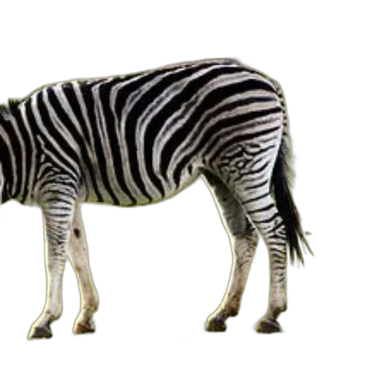 animal, creature, staff, weapon transparent PNG cut-out