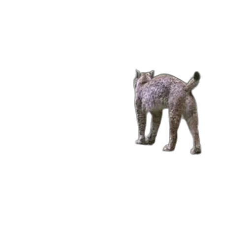 animal, creature, dragon, staff transparent PNG cut-out