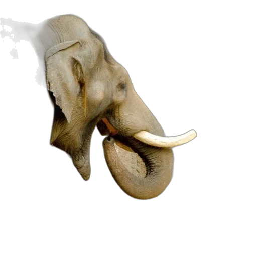 mask, animal, hat, staff transparent PNG cut-out
