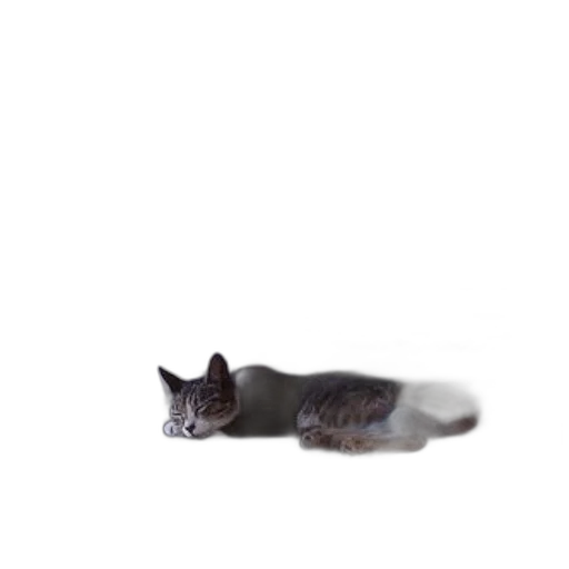 animal, creature, staff, hair transparent PNG cut-out