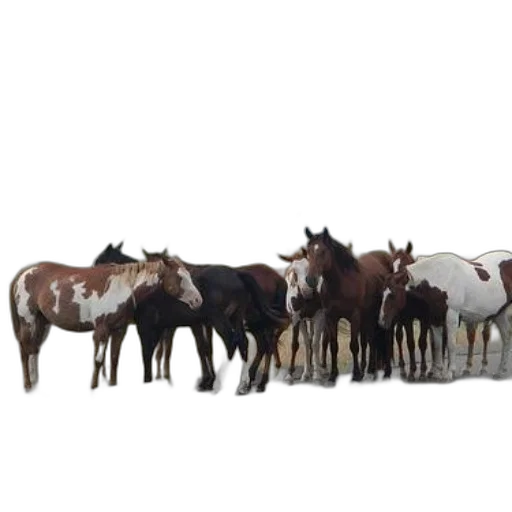 animal, staff, jewelry, furniture transparent PNG cut-out