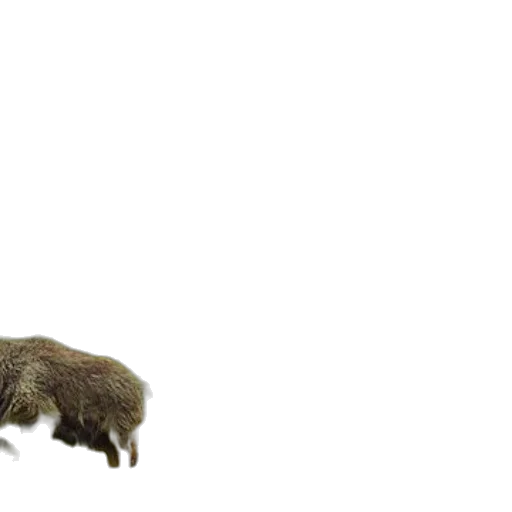 animal, creature, hair, weapon transparent PNG cut-out