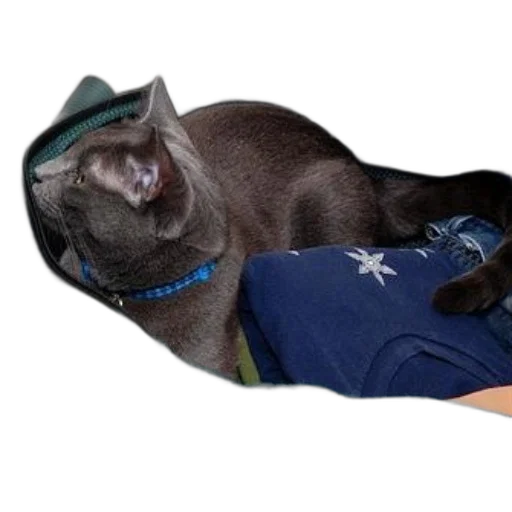 staff, hat, animal, creature transparent PNG cut-out