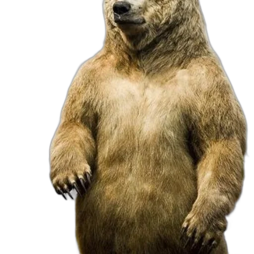 animal, creature, face, staff transparent PNG cut-out