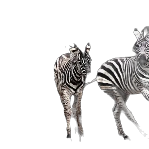 animal, creature, jewelry, 3d render transparent PNG cut-out