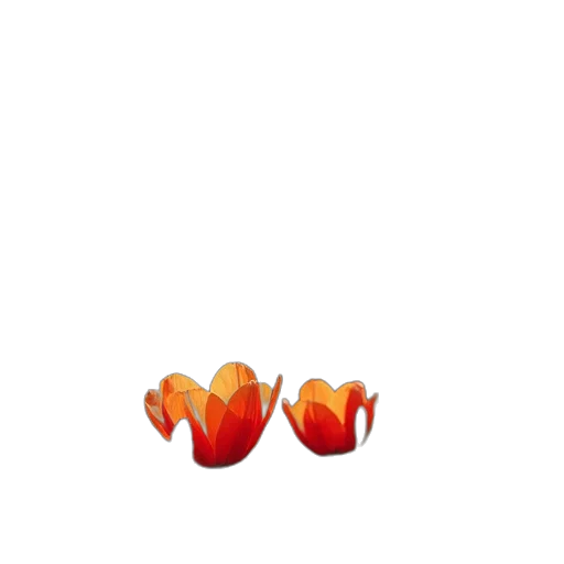 crown, food, flower, jewelry transparent PNG cut-out
