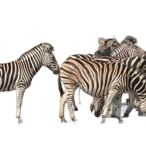 animal, 3d render, concept art, photorealistic transparent PNG cut-out