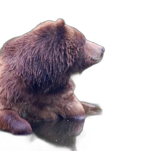 animal, creature, photorealistic, 3d render transparent PNG cut-out