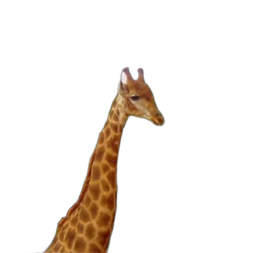 animal, creature, staff, hat transparent PNG cut-out