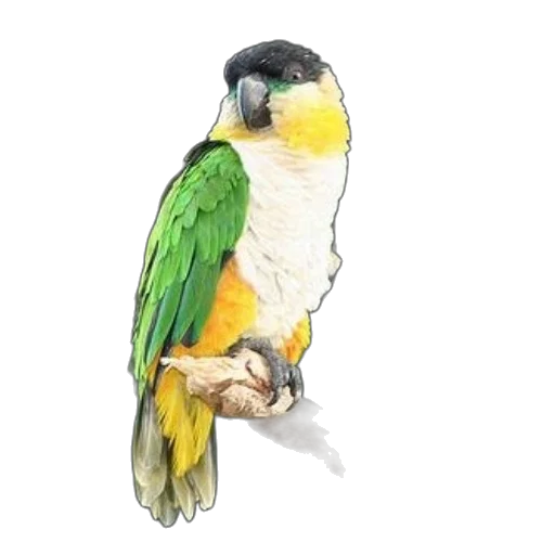 animal, jewelry, staff, creature transparent PNG cut-out
