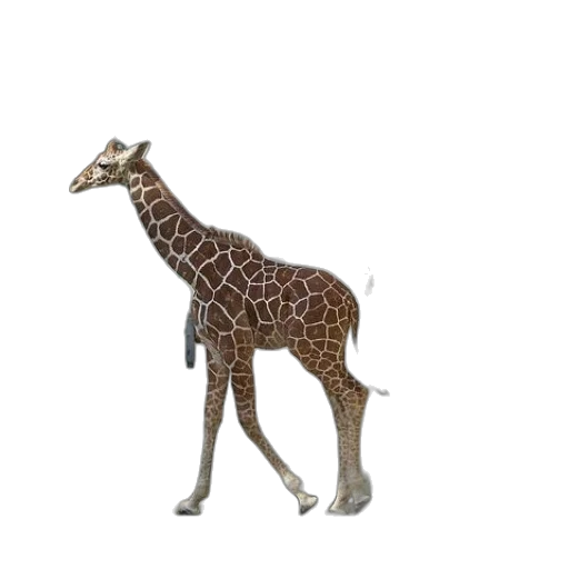 animal, creature, staff, weapon transparent PNG cut-out