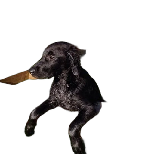 animal, staff, creature, weapon transparent PNG cut-out