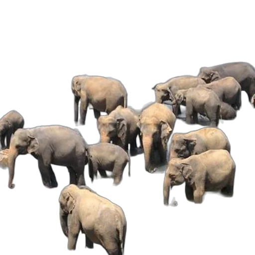 animal, 3d render, concept art, photorealistic transparent PNG cut-out