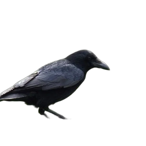 animal, creature, staff, hat transparent PNG cut-out