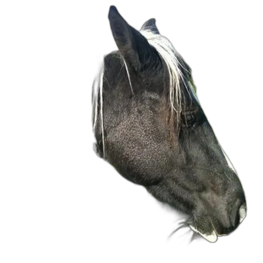 mask, animal, hair, hat transparent PNG cut-out