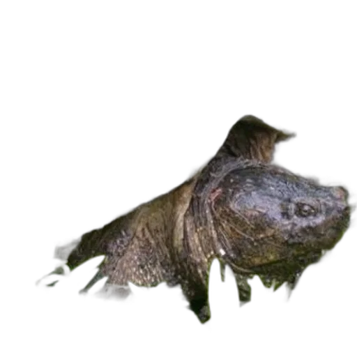 animal, creature, dragon, staff transparent PNG cut-out