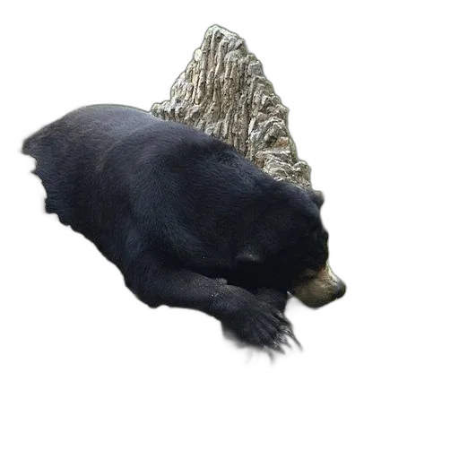 animal, creature, hat, staff transparent PNG cut-out