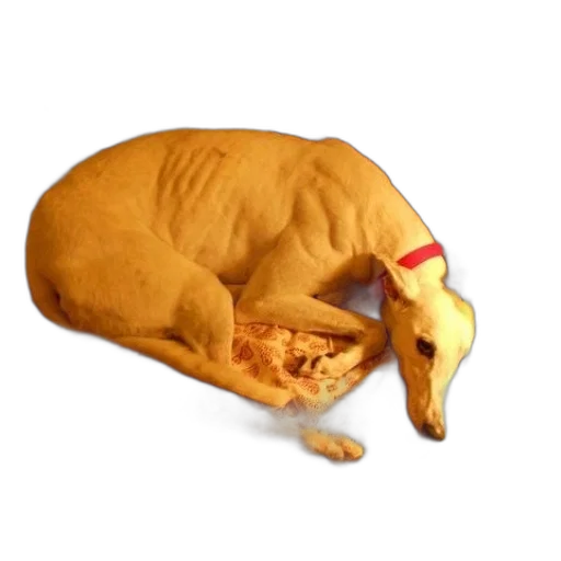 animal, food, creature, hat transparent PNG cut-out