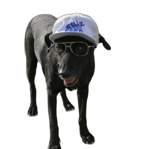 hat, animal, staff, creature transparent PNG cut-out
