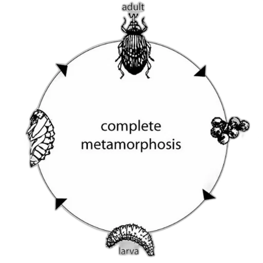 diagram, illustrating, complete, metamorphosis transparent PNG cut-out