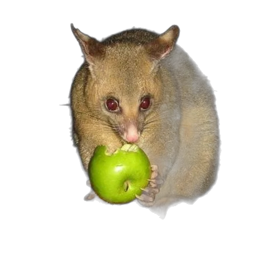 animal, food, creature, staff transparent PNG cut-out