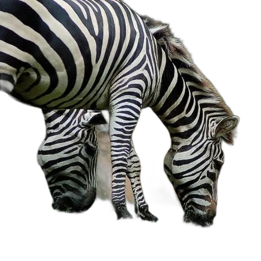 animal, creature, shoes, hat transparent PNG cut-out